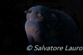   hidden beauty.I have always been fascinated moray eel shy creature. was shallow water my RX100VII Sony Nauticam WWL beauty. beauty creature  